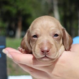 Snickers (light green collar) - Cream male Dachshund puppy in Prospect, Oregon from Spunky Sausage Pups