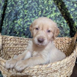 Honor Boy AKC - Golden male Golden Retriever puppy in Joshua, Texas from 3 Gun Retrievers