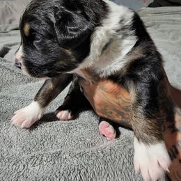Miniature Australian Shepherd Puppies from Bornagain Paws
