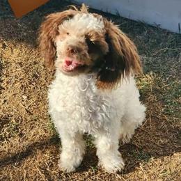 Lucas - Poodle