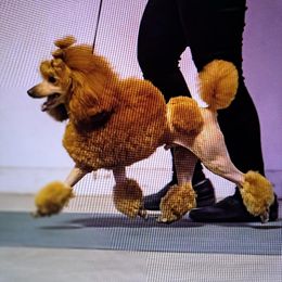 Poodle All Grown Up from Silver Moon Poodles