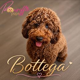 Bottega - Poodle