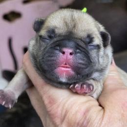 Yellow collar girl - Fawn female French Bulldog puppy in Polk City, Florida from Best Friend Frenchies, LLC