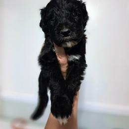 Reggie - Black and white male Sheepadoodle puppy in Cornelia, Georgia from Yates Family Farm