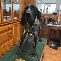 Leah - Bluetick Coonhound