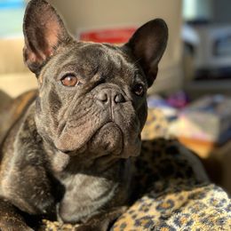 Bulldogs and French Bulldogs from Heritage Purebred