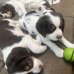 English Springer Spaniel Puppies from Desert Shadow Springers