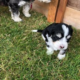 Havanese Puppies from Hoodview Havanese