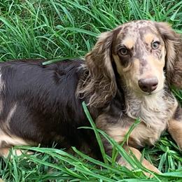 Binx - Dachshund