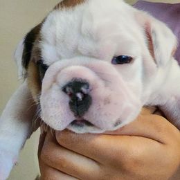 Bulldog Puppies from Happy Bulldog Kennel