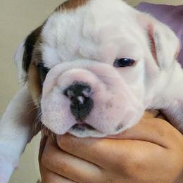 Bulldog Puppies from Happy Bulldog Kennel