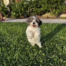 Frances - Black and white female Cavapoo puppy in Thorndale, Texas from Hattie’s Texas Cavapoos