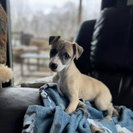 Girl 1 - Fawn female Whippet puppy in Henryville, Indiana from Forestview