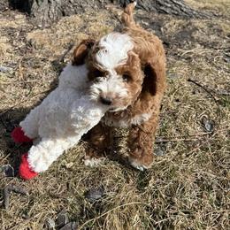 Cavapoo and Dachshund Puppies from Barnyard Dachshunds, Dals & Doodles