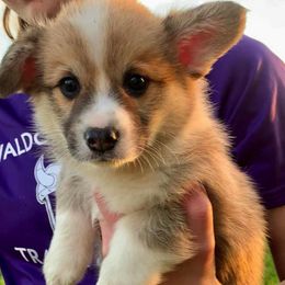 Pembroke Welsh Corgi Puppies from A&A’s Adorable Corgis
