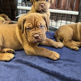 Dogue de Bordeaux Puppies from Toni  Young