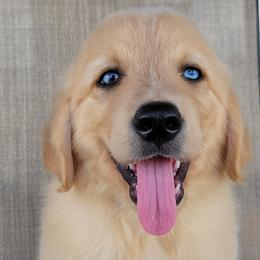 Waffles Australian Retriever - Yellow male Australian Shepherd puppy in Limestone, Tennessee from Pilot Hill Teddy Bear Puppies