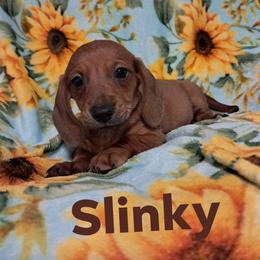 Slinky - Red male Dachshund puppy in Branford, Florida from Mbjs Doxies and chihuahuas