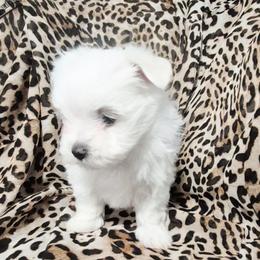 Mia - White female Maltese puppy in Austin, Texas from Austin Maltese Babies