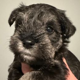 Boy 3 - Salt and pepper male Miniature Schnauzer puppy in Avondale, Arizona from Campos Schnauzers