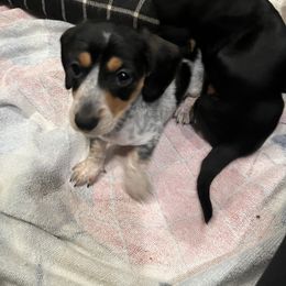 Dachshund Puppies from Bergamo’s  Dachshunds