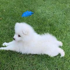 American Eskimo Dog Puppies from Lively Pups