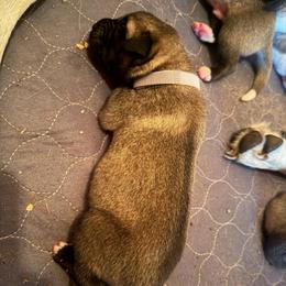 Girl 1 - Fawn female Anatolian Shepherd Dog puppy in Avon Park, Florida from Sandy Pines Homestead