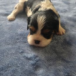 Marley - Tri-color male Cavalier King Charles Spaniel puppy in Pennsylvania from Julie's Cavalier King Charles Spaniels