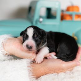 Hallow - Tri-color male Border Collie puppy in Conway, Missouri from 2J 2K Border Collies | Maremma Sheepdogs