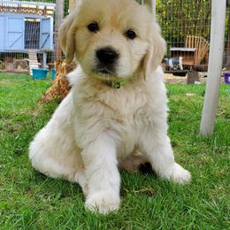 Golden Retriever Puppies from Hoekema Homestead Goldens