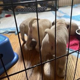 Pug Puppies from 901 Pugs