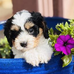 Cavapoo puppies from Disney Doodles