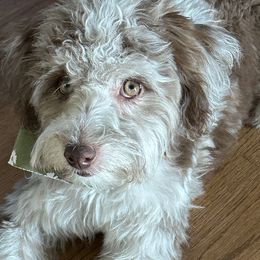 Aussiedoodles and Australian Shepherds from Chandler Mountain Aussies