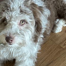 Aussiedoodles and Australian Shepherds from Chandler Mountain Aussies