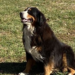Zeus - Bernese Mountain Dog