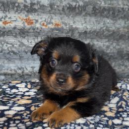Daisy - Black tri female Miniature Australian Shepherd puppy in Liberty, Mississippi from Liberty Oaks Aussies and Dachshunds