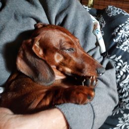 Dachshund All Grown Up from Woodshafen