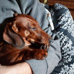 Dachshund All Grown Up from Woodshafen