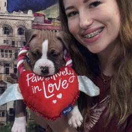 Navy blue collar - Red male American Staffordshire Terrier puppy in Cloverdale, Indiana from Woodshire American Staffordshire Terrier’s