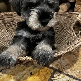 Boy 2 - Salt and pepper male Miniature Schnauzer puppy in Bloomington, California from Mini Beard Buster Kennel