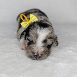 Yellow collar - Blue merle female Australian Shepherd puppy in Coulee City, Washington from Mr and Mrs Doodle Farm