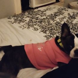 Boston Terriers from Sara Mason