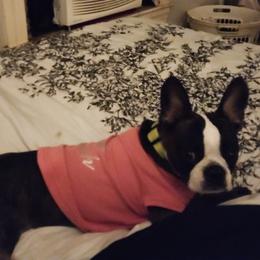 Boston Terriers from Sara Mason