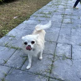 Barsa - Chihuahua