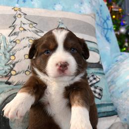 Dancer - Red tri male Miniature Australian Shepherd puppy in Kinsale, Virginia from Northern Neck Aussies