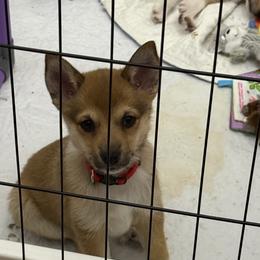 Runa - Reddish brown female Norwegian Lundehund puppy in Franktown, Colorado from Sakari Kennels