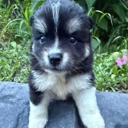 Iris - Black and white female Pomsky puppy in Ravena, New York from Osiris’s Siberians & Pomskies