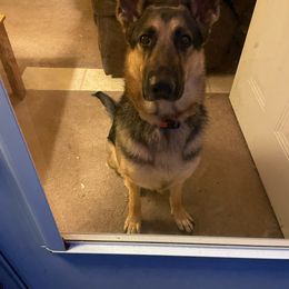 German Shepherd Puppies from Sandy’s Shepherds