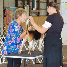 Beagle All Grown Up from Rustic Farm Sporting Beagles