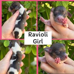 Ravioli - Piebald female Dachshund puppy in Paw Paw, Michigan from Mulberry Meadow Farms